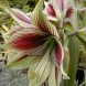 738760-hippeastrum-mystica-papilio