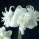 738780-hippeastrum-akiko