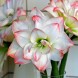 738782-hippeastrum-aphrodite-amadeus-candy