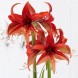738785-hippeastrum-bogota