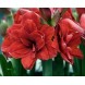 738796-hippeastrum-double-dragon-velvet-nymph