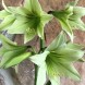 738810-hippeastrum-green-valley