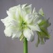 738850-hippeastrum-marilyn-polar-belle