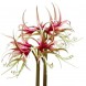 738855-hippeastrum-chico-quito-la-paz-tango