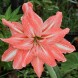 738856-hippeastrum-lady-jane-flamingo-amadeus-lovely-nymph-pink-glory