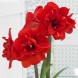 738860-hippeastrum-red-peacock-double-king