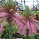 738890-veltheimia-bracteata-pink