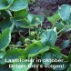 830120-vroege-aardbei-amelishof