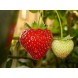830130-middenvroege-aardbei-anthonie