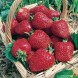 830334-middenvroege-aardbei-genereuse-des-combrailles