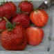830340-vroege-aardbei-gorella