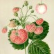 830430-rose-aardbei-louis-gauthier
