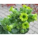 542440-nicotiana-rustica