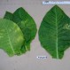 542501-nicotiana-tabacum-american-14