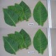 542502-nicotiana-tabacum-american-572