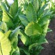 542503-nicotiana-tabacum-baiano