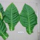 542505-nicotiana-tabacum-bamboo-shoot