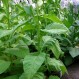 542506-nicotiana-tabacum-big-gem