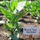 542507-nicotiana-tabacum-black-sea-samsun