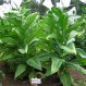 542508-nicotiana-tabacum-bolivian-criollo