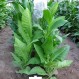 542509-nicotiana-tabacum-bucak