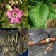 542515-nicotiana-tabacum-adonis