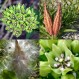 575270-asclepias-viridis
