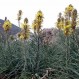 575400-asphodeline-lutea