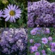 575626-aster-laevis