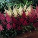 575900-astilbe-colorful-magic