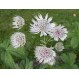 575930-astrantia-involucrata-shaggy