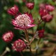 575960-astrantia-major-primadonna