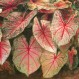 704610-caladium-hybriden-arno-nehrling-mrs-arno-nehrling