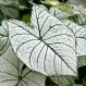 704680-caladium-hybriden-candidum-candidum-senior