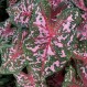 704682-caladium-hybriden-carolyn-whorton
