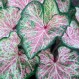 704685-caladium-hybriden-dot-delight