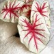 704691-caladium-hybriden-fiesta