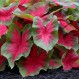 704692-caladium-hybriden-florida-cardinal