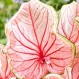 704694-caladium-hybriden-florida-sweetheart