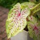 704707-caladium-hybriden-miss-muffet