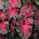 704730-caladium-hybriden-red-flash