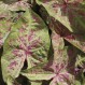 704733-caladium-hybriden-seafoam-pink
