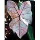 704735-caladium-hybriden-spring-fling