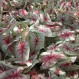 704740-caladium-hybriden-white-queen