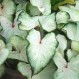 704745-caladium-hybriden-white-wing-aaron