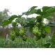 831650-hop-scheuten-target
