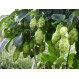 831652-hop-scheuten-merkur