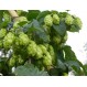 831653-hop-scheuten-northern-brewer