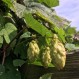 831665-hop-scheuten-westbrau