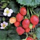 001234-doordragende-basketaardbei-roman-f1-gasana-f1